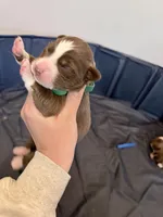 Puppy 3 , a male Australian Shepherd for sale in Flemingsburg, KY – Photo 2 of 3