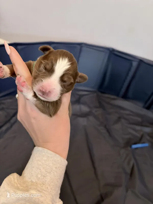 Puppy 3  – Australian Shepherd puppy for sale in Flemingsburg, KY