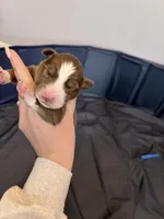 Puppy 3 , a male Australian Shepherd for sale in Flemingsburg, KY – Photo 1 of 3