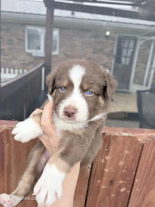 Puppy 3  – Australian Shepherd puppy for sale in Flemingsburg, KY