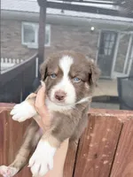 Puppy 3 , a male Australian Shepherd for sale in Flemingsburg, KY – Photo 1 of 4