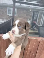 Puppy 3 , a male Australian Shepherd for sale in Flemingsburg, KY – Photo 2 of 4