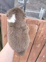 Puppy 3 , a male Australian Shepherd for sale in Flemingsburg, KY – Photo 3 of 4