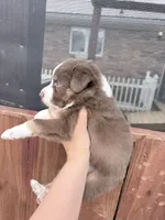 Puppy 3 , a male Australian Shepherd for sale in Flemingsburg, KY – Photo 4 of 4