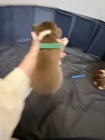 Puppy 3 , a male Australian Shepherd for sale in Flemingsburg, KY – Photo 3 of 3