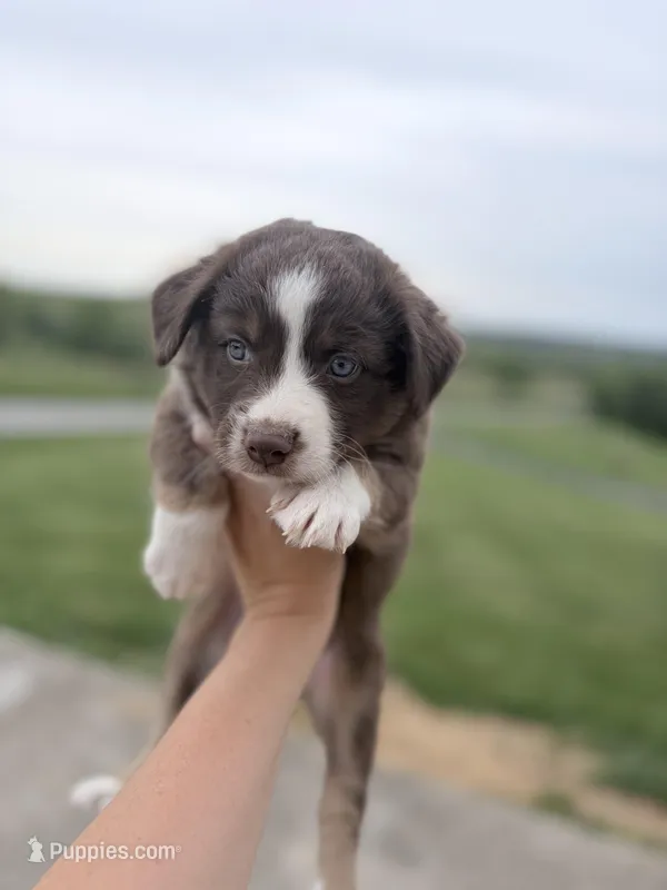 Puppy 3  – Australian Shepherd puppy for sale in Flemingsburg, KY