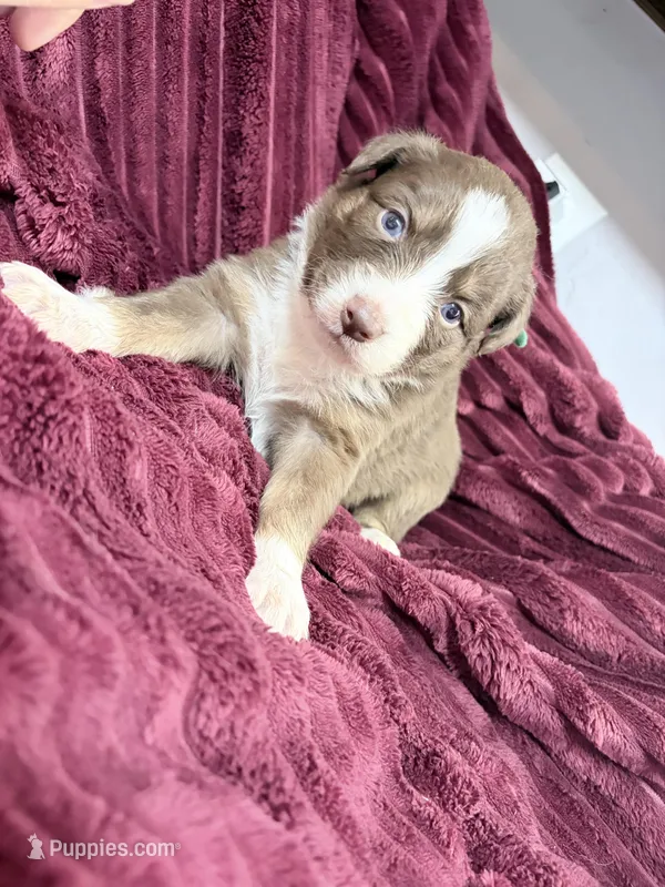 Puppy 3  – Australian Shepherd puppy for sale in Flemingsburg, KY
