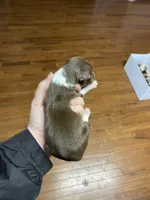 March, a male Australian Shepherd for sale in Flemingsburg, KY – Photo 1 of 5
