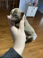 March, a male Australian Shepherd for sale in Flemingsburg, KY – Photo 4 of 5