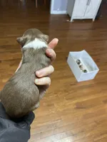 March, a male Australian Shepherd for sale in Flemingsburg, KY – Photo 3 of 5