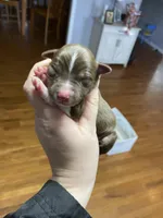 March, a male Australian Shepherd for sale in Flemingsburg, KY – Photo 2 of 5
