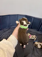 Puppy 12 , a male Australian Shepherd for sale in Flemingsburg, KY – Photo 3 of 3