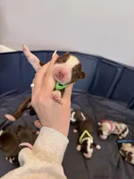 Puppy 12 , a male Australian Shepherd for sale in Flemingsburg, KY – Photo 1 of 3