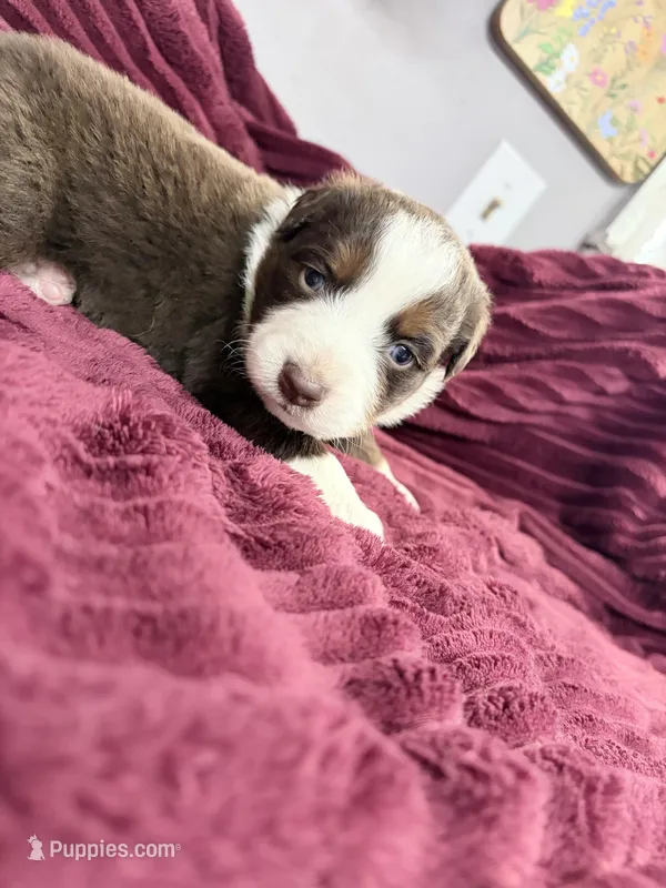 Puppy 12  – Australian Shepherd puppy for sale in Flemingsburg, KY