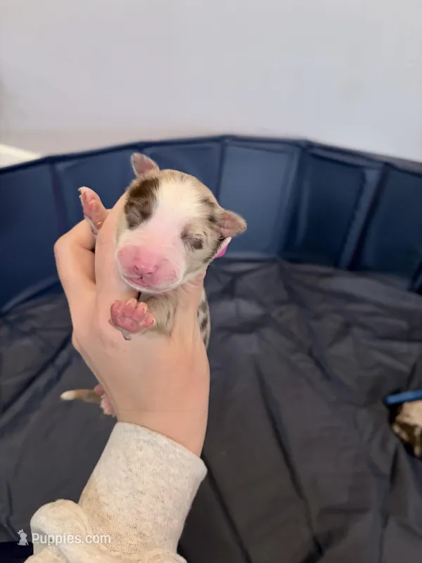 Puppy 6  – Australian Shepherd puppy for sale in Flemingsburg, KY