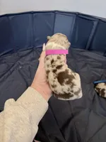 Puppy 6 , a female Australian Shepherd for sale in Flemingsburg, KY – Photo 3 of 3