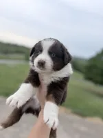 Puppy 12 , a male Australian Shepherd for sale in Flemingsburg, KY – 2 of 3