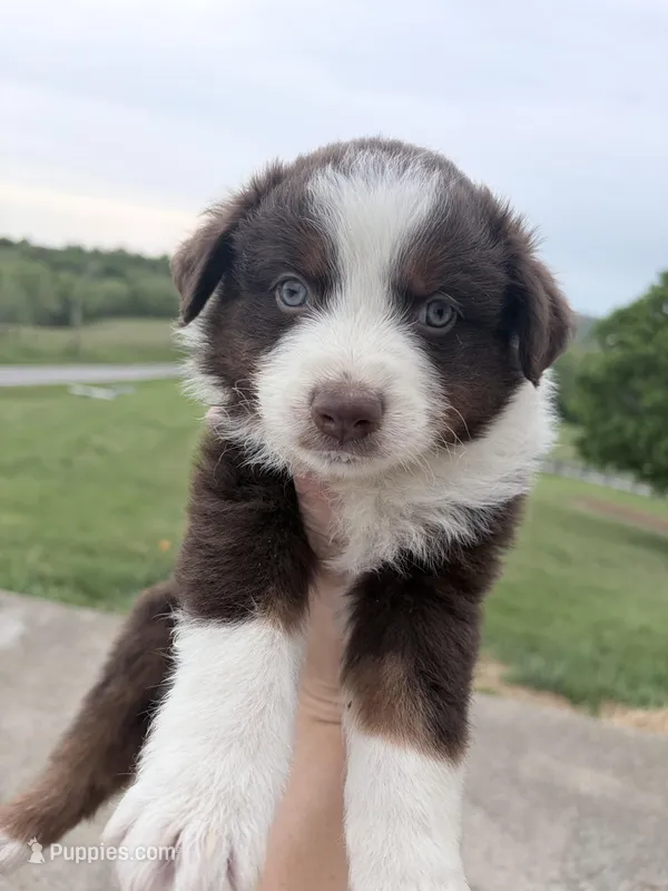 Puppy 12  – Australian Shepherd puppy for sale in Flemingsburg, KY