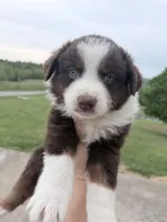 Puppy 12 , a male Australian Shepherd for sale in Flemingsburg, KY – 1 of 3