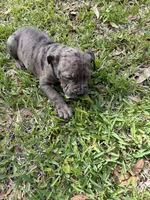 Matteo, a male American Bully for sale in Orlando, FL – 2 of 2