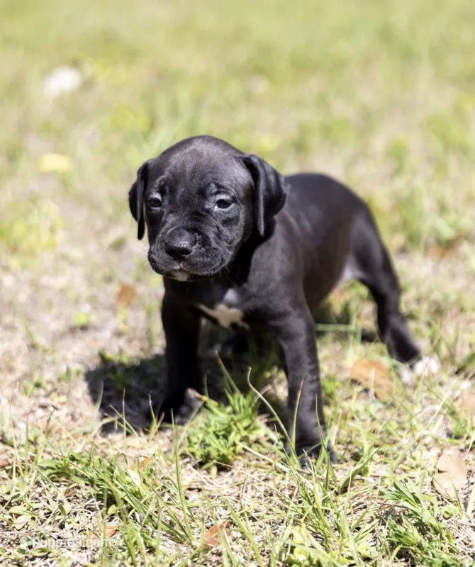 Lola – American Bully puppy for sale in Orlando, FL
