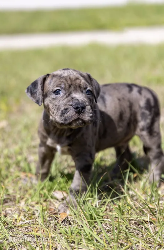 Matteo – American Bully puppy for sale in Orlando, FL