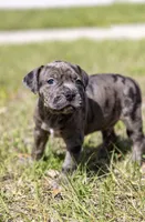 Matteo, a male American Bully for sale in Orlando, FL – 1 of 2