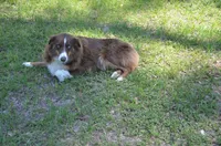 Buddy, a male Australian Shepherd for sale in Gainesville, FL – 8 of 10