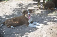 Buddy, a male Australian Shepherd for sale in Gainesville, FL – 10 of 10