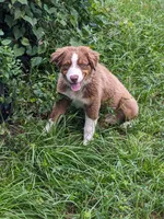 Buddy, a male Australian Shepherd for sale in Gainesville, FL – 3 of 10