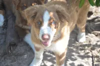 Buddy, a male Australian Shepherd for sale in Gainesville, FL – 4 of 10