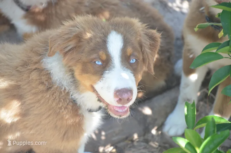 Buddy – Australian Shepherd puppy for sale in Gainesville, FL