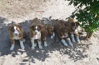 Buddy, a male Australian Shepherd for sale in Gainesville, FL – 6 of 10