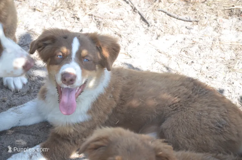 Buddy – Australian Shepherd puppy for sale in Gainesville, FL