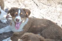 Buddy, a male Australian Shepherd for sale in Gainesville, FL – 5 of 10