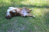 Buddy, a male Australian Shepherd for sale in Gainesville, FL – 7 of 10