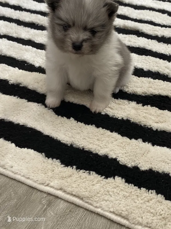 Akc blue merle parti boy