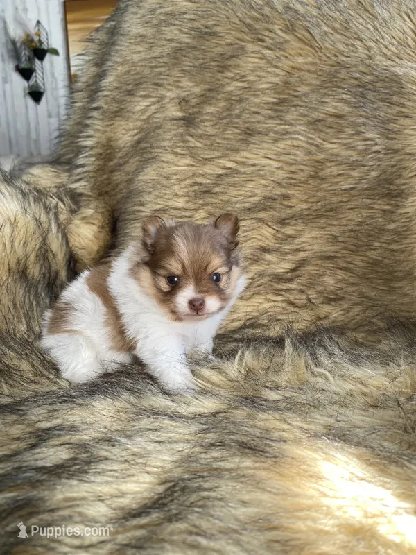 Akc chocolate Tri  girl