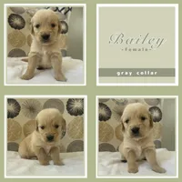 Golden Retrievers , a male Golden Retriever for sale in East Hemet, CA – Photo 2 of 10