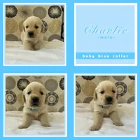 Golden Retrievers , a male Golden Retriever for sale in East Hemet, CA – Photo 5 of 10