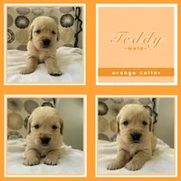 Golden Retrievers , a male Golden Retriever for sale in East Hemet, CA – Photo 9 of 10