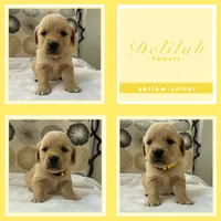 Golden Retrievers , a male Golden Retriever for sale in East Hemet, CA – Photo 1 of 10