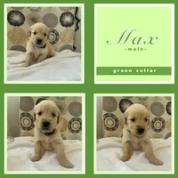 Golden Retrievers , a male Golden Retriever for sale in East Hemet, CA – Photo 10 of 10