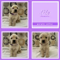 Golden Retrievers , a male Golden Retriever for sale in East Hemet, CA – Photo 4 of 10