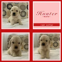 Golden Retrievers , a male Golden Retriever for sale in East Hemet, CA – Photo 6 of 10