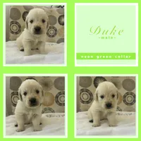 Golden Retrievers , a male Golden Retriever for sale in East Hemet, CA – Photo 8 of 10