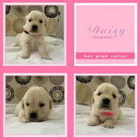 Golden Retrievers , a male Golden Retriever for sale in East Hemet, CA – Photo 3 of 10