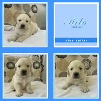 Golden Retrievers , a male Golden Retriever for sale in East Hemet, CA – Photo 7 of 10