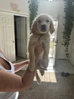 Golden Retriever Puppy, a male Golden Retriever for sale in Hemet, CA – 2 of 4