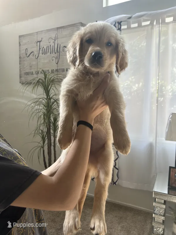Golden Retriever Puppy – Golden Retriever puppy for sale in Hemet, CA